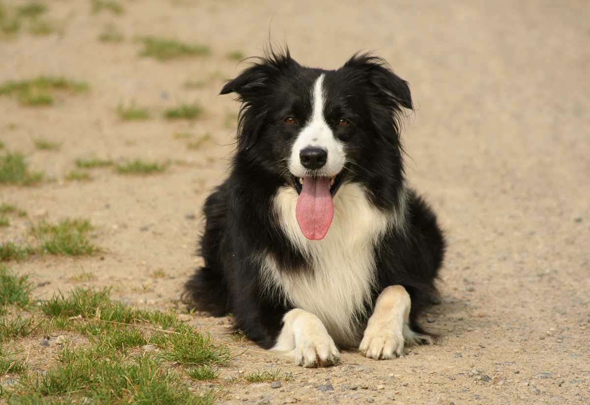 Black and white Border Collie lying on a gravel farm road with tongue out, a highly intelligent herding breed often used to manage livestock on farms and homesteads.