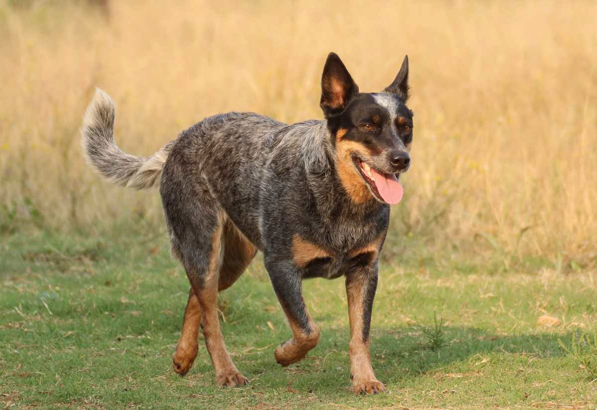 Blue Heeler (Australian Cattle Dog) walking through tall grass in a pasture, a high-energy working breed commonly used for herding livestock on farms and ranches.