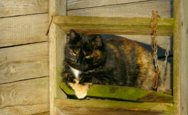 Tortoiseshell barn cat resting on a weathered wooden shelf inside a barn, surrounded by rough wooden boards and a hanging metal chain, typical of a working farm cat environment.
