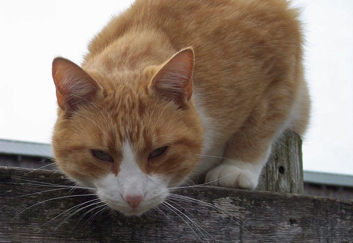 Orange and white barn cat perched on the edge of a weathered wooden fence post outdoors, leaning forward with focused eyes as if watching for mice or other prey in a farmyard.
