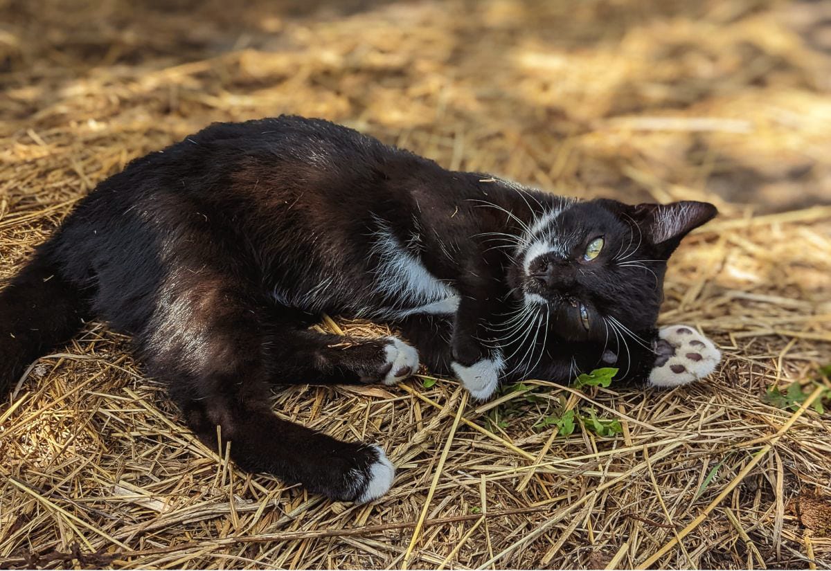 Black and white barn cat lying on straw bedding in a barnyard area, wearing a collar and relaxing on the ground with a toy nearby in a farm setting.