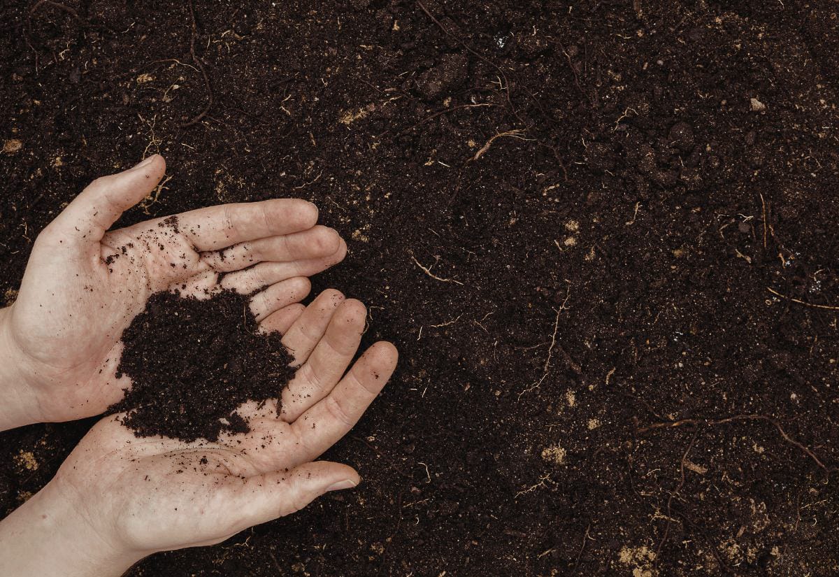 Two hands holding dark, crumbly garden soil rich in organic matter, with visible roots and texture showing improved soil structure after decomposition