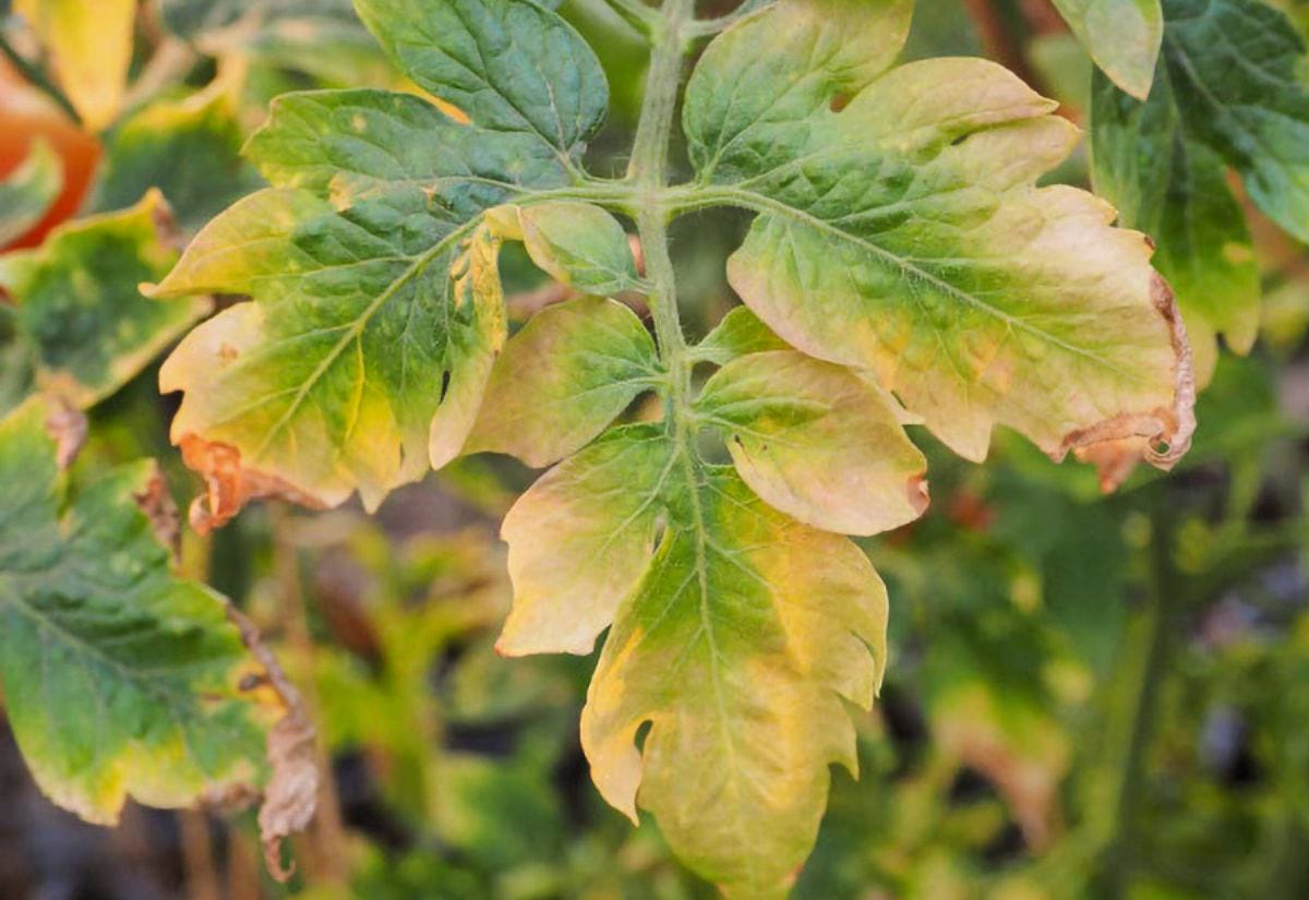 Close-up of tomato plant leaves turning yellow with brown edges, showing early stress often seen during the first season of Back to Eden gardening
