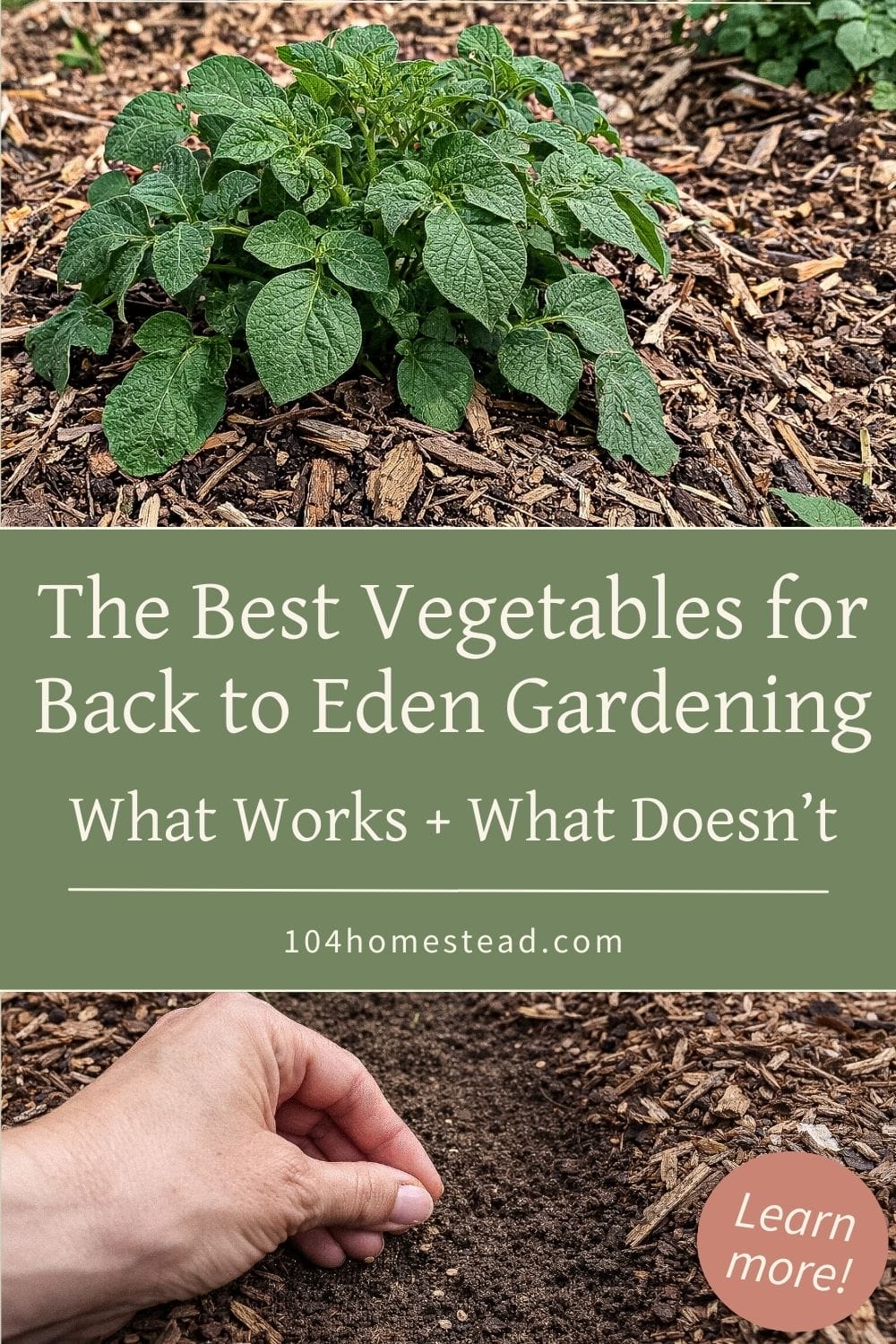 Pinterest graphic showing a healthy potato plant growing in a Back to Eden garden with wood chip mulch covering the soil. Text overlay reads “The Best Vegetables for Back to Eden Gardening – What Works + What Doesn’t” with the website name 104homestead.com.