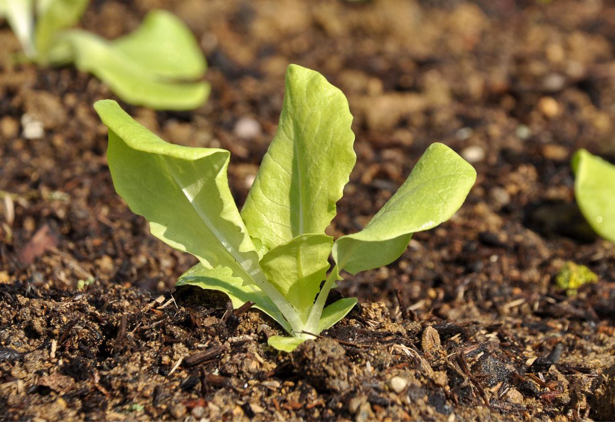 Young lettuce seedling emerging from soil in a Back to Eden garden bed, surrounded by partially decomposed wood chip mulch. Bright green leaves contrast with the dark soil and scattered wood fragments.