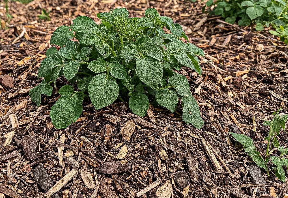 Compact potato plant growing in a mound of mixed wood chip mulch in a Back to Eden garden. The thick green leaves spread outward while the soil beneath the chips supports early potato growth.