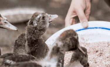 Close-up of young ducklings gathered around a shallow dish while a hand pours feed, showing early feeding behavior in a brooder setup.