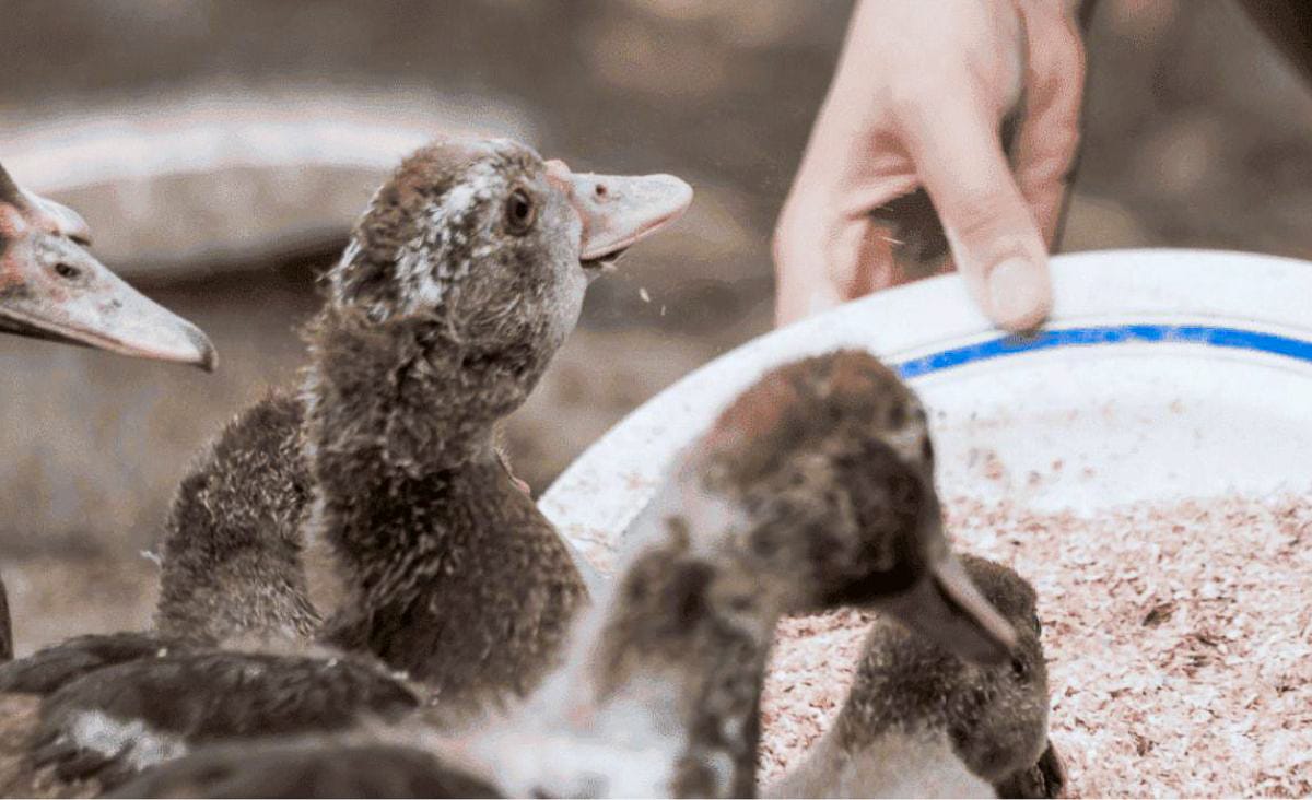 Close-up of young ducklings gathered around a shallow dish while a hand pours feed, showing early feeding behavior in a brooder setup.