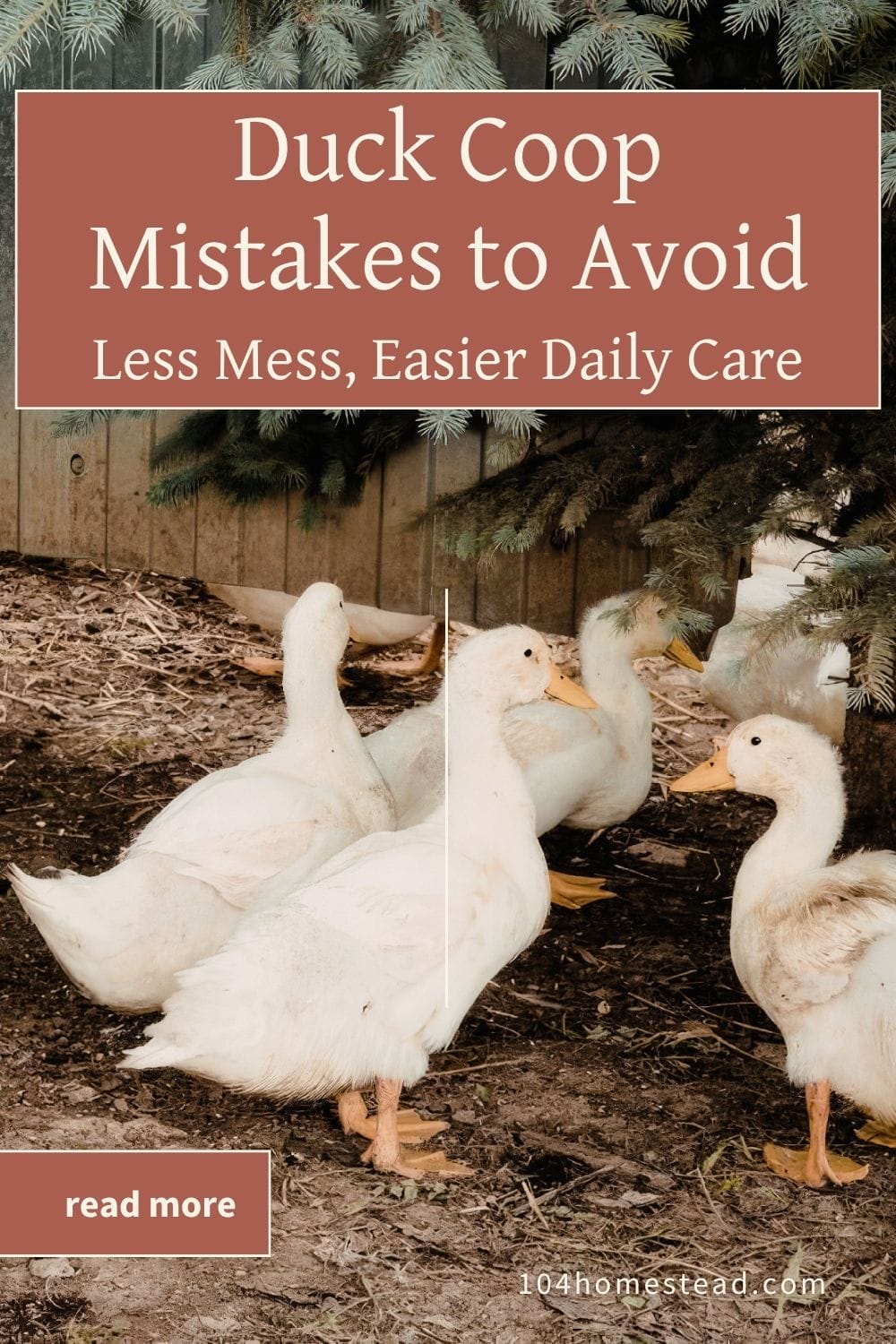 White ducks standing on muddy ground near a wooden coop under evergreen branches, with text overlay reading “Duck Coop Mistakes to Avoid – Less Mess, Easier Daily Care”