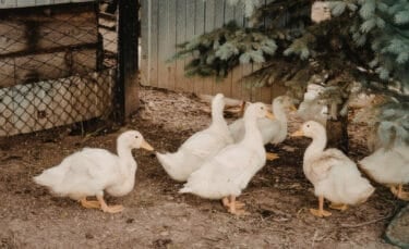 Small group of white ducks gathered on a dirt and straw-covered ground beside a wooden coop, with a shaded area from a low evergreen tree creating a sheltered resting spot.