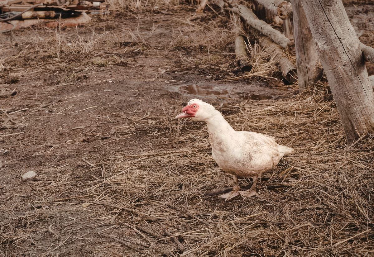 Single light-colored duck with a muddy chest standing on dry straw and dirt near a wooden fence post, showing how easily ducks track mud into their living area.