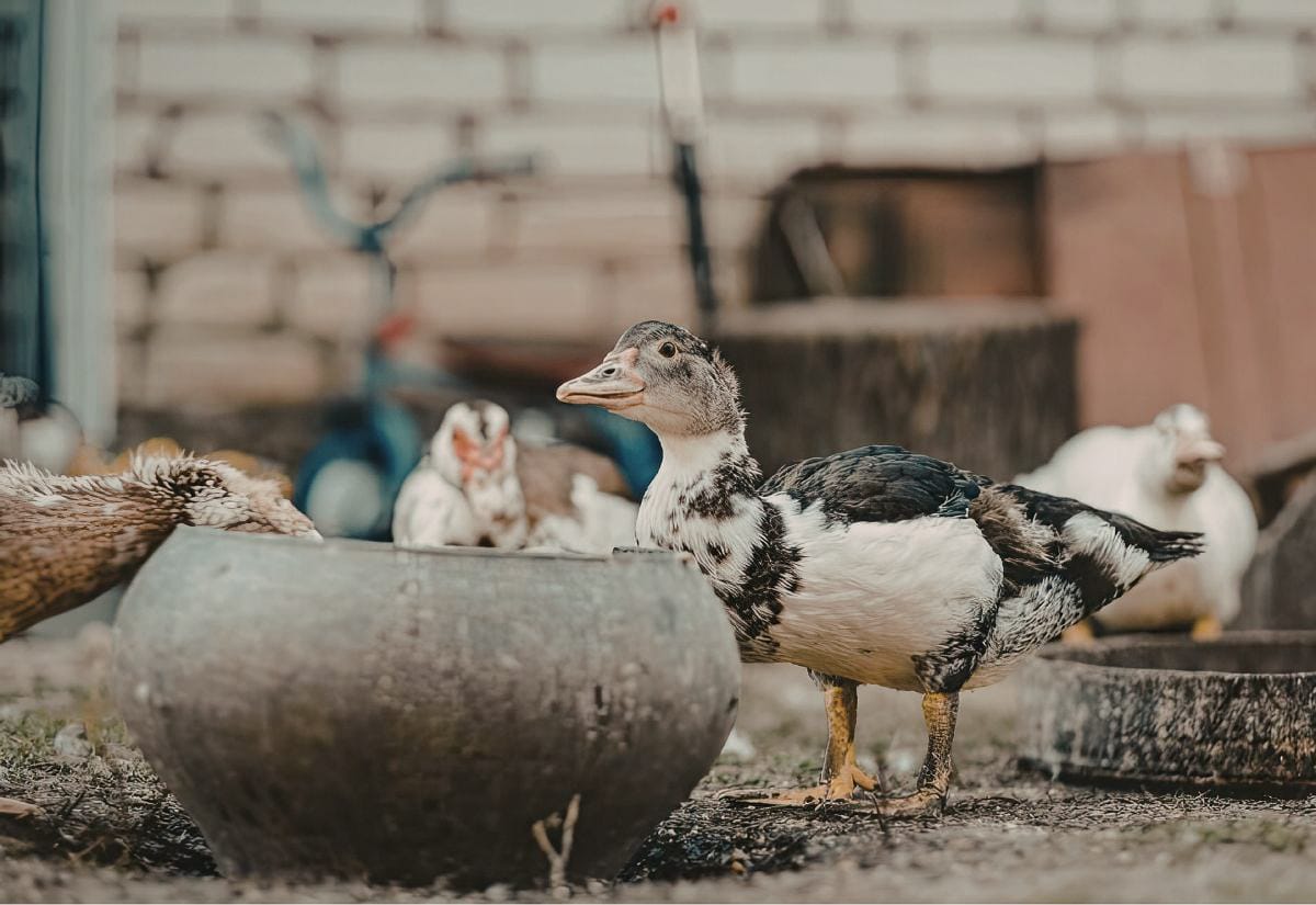 Mixed-color ducks gathered around a low water bowl in a worn dirt run, with scattered straw and farm tools in the background highlighting a well-used feeding area.