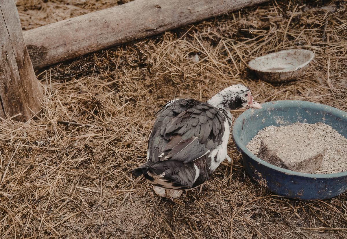 Black and white duck standing next to a shallow feed or water basin filled with grit or feed, surrounded by dry straw and rough ground typical of a high-traffic duck run.