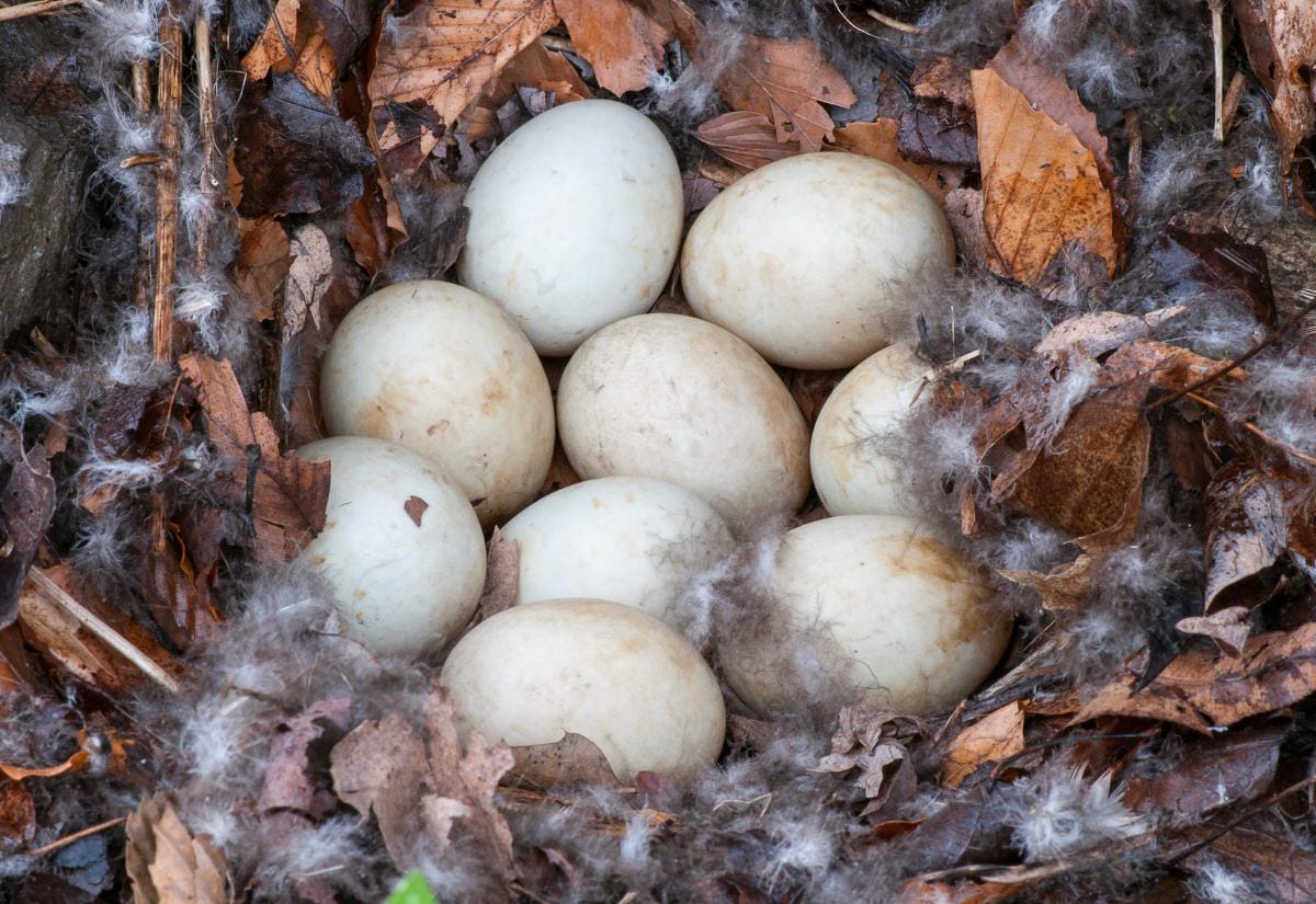 Cluster of pale duck eggs nestled in a natural ground nest lined with dry leaves, feathers, and twigs, showing how ducks lay eggs in sheltered, tucked-away spots rather than raised nesting boxes.