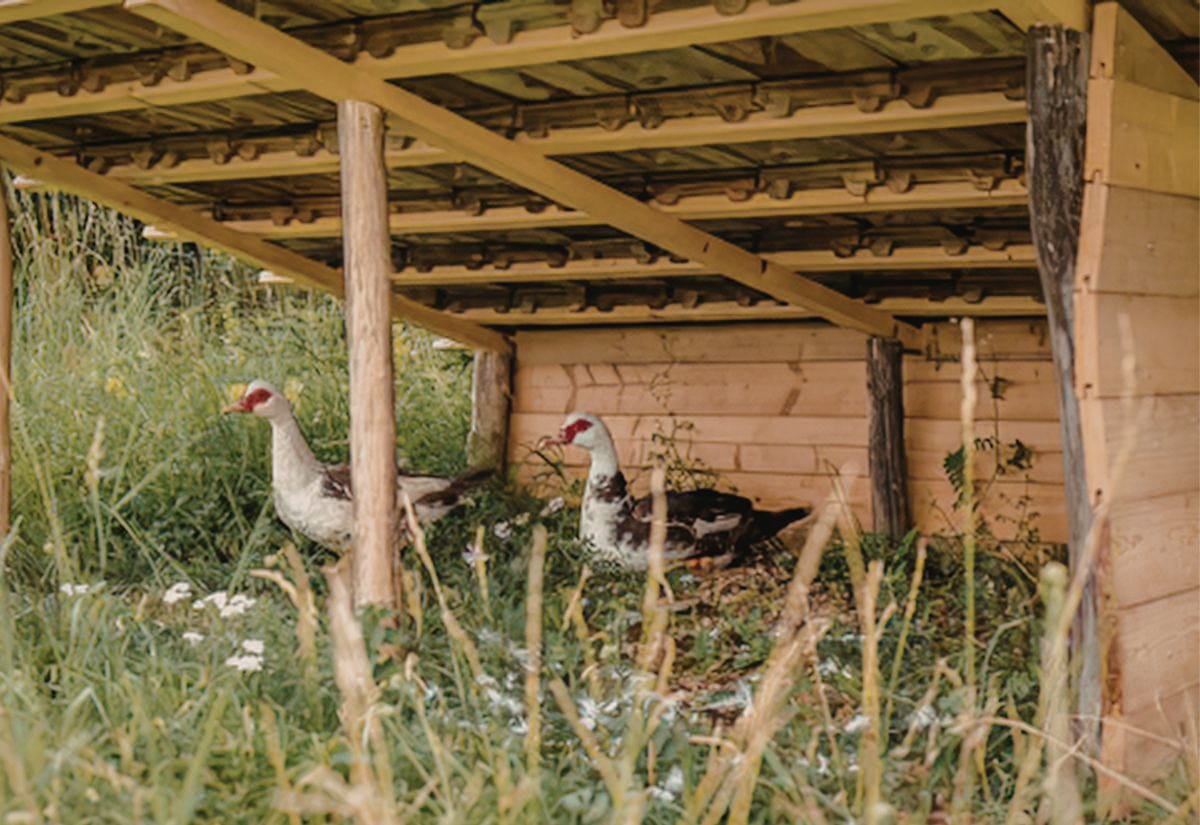 Two Muscovy ducks resting under a simple wooden duck shelter with a slanted roof, surrounded by tall grass and natural ground cover, illustrating a low, open coop design that provides shade and protection without enclosing the space.