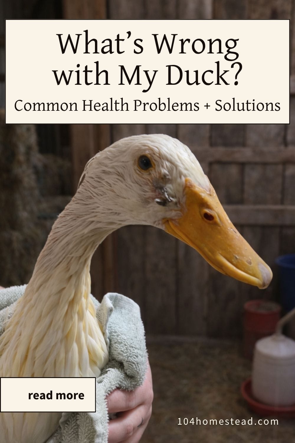 Pinterest graphic featuring a white duck with eye discharge being held in a towel inside a barn, with text overlay reading “What’s Wrong with My Duck? Common Health Problems + Solutions” and a “read more” call-to-action.
