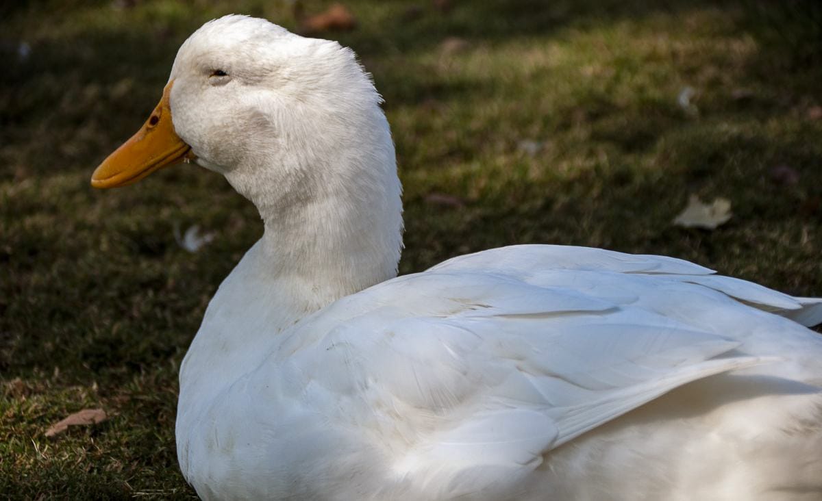 White duck resting on grass with sluggish eyes, showing signs of early illness.