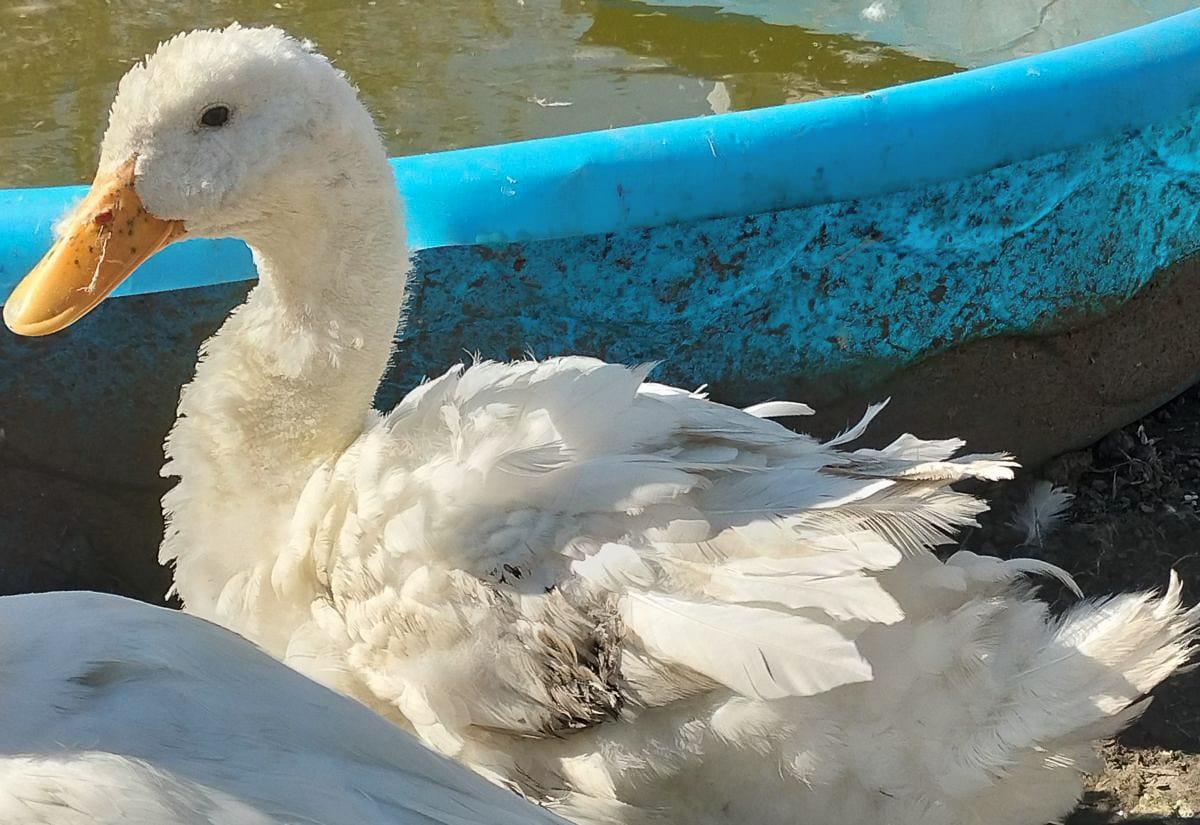 White duck with ruffled, uneven feathers resting beside a small blue plastic pool filled with murky water, showing signs of molt, poor feather condition, or wet feather issues.