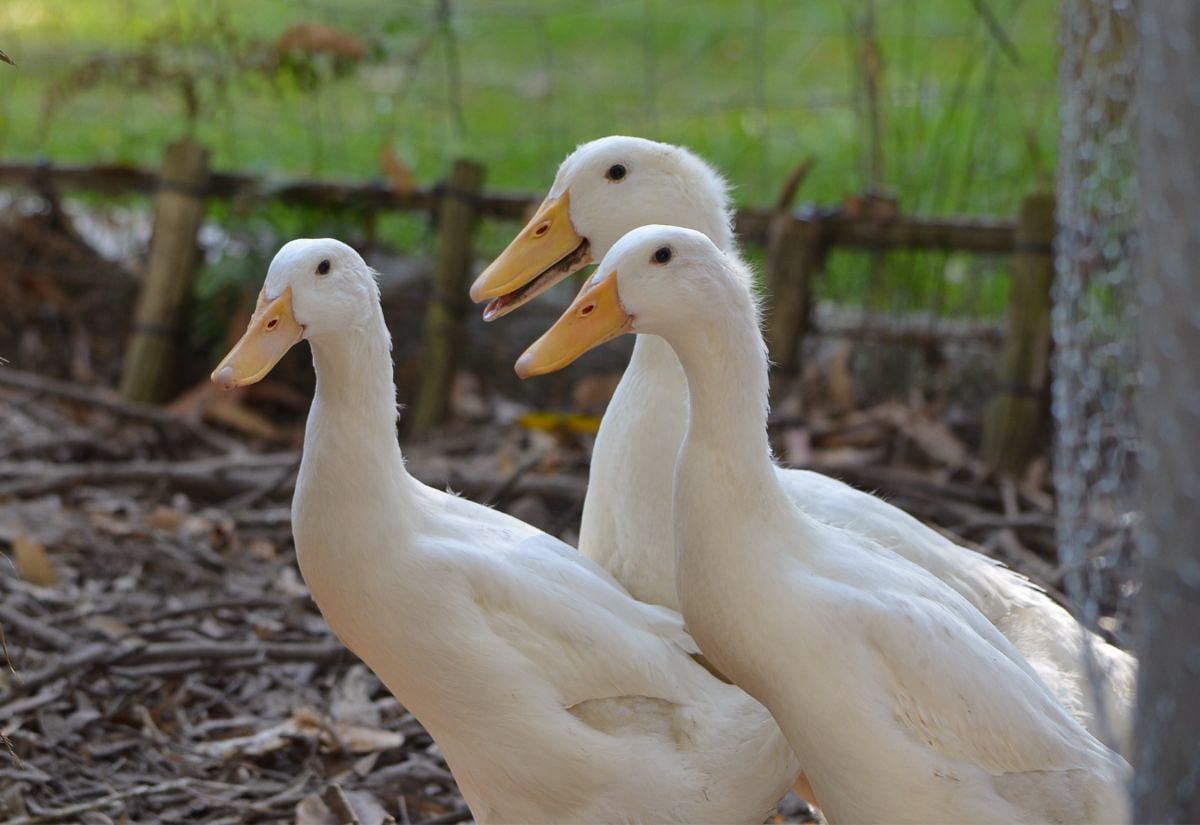 Three white ducks standing alert together in a fenced outdoor area with wood chips and greenery, demonstrating healthy posture and social flock behavior.