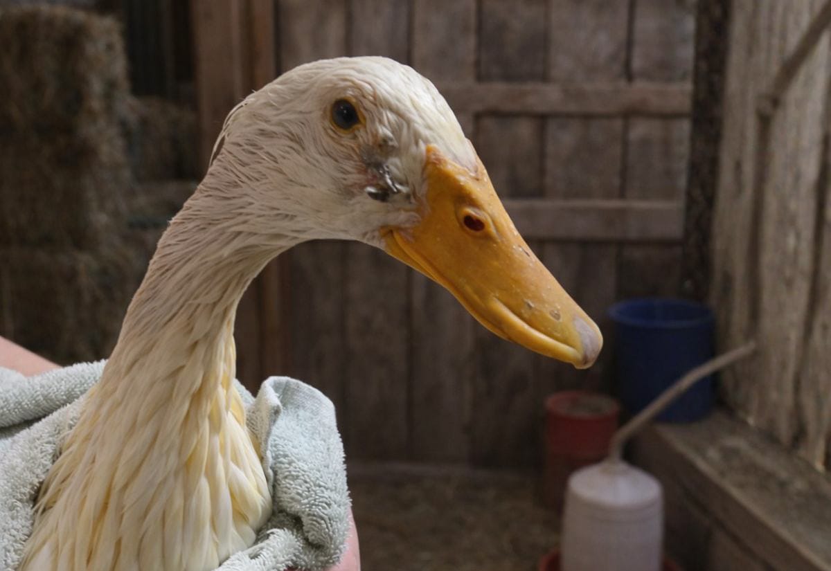 White duck being gently held in a towel inside a barn, with visible discharge and crusting around the eye and nostril, indicating a possible respiratory or eye infection.