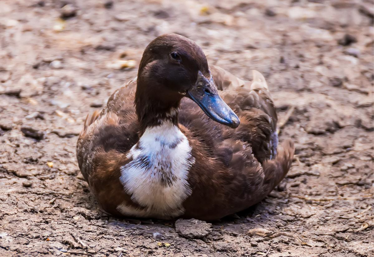 Brown duck sitting low on muddy ground with body tucked and legs hidden, showing a resting or potentially lethargic posture often associated with illness or injury.