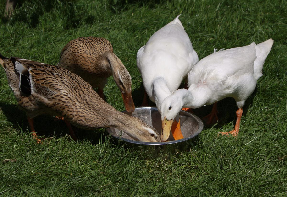 Four backyard ducks, including two white and two brown, gathered around a shallow metal bowl eating on green grass in bright sunlight, showing normal feeding behavior.