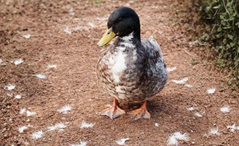 Adult mallard duck standing on bare dirt with small white down feathers scattered across the ground, showing early signs of molting in a backyard setting.