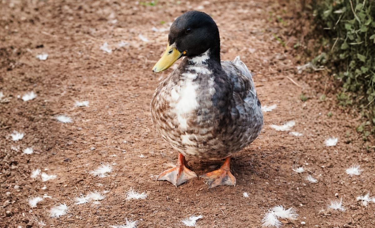 Adult mallard duck standing on bare dirt with small white down feathers scattered across the ground, showing early signs of molting in a backyard setting.