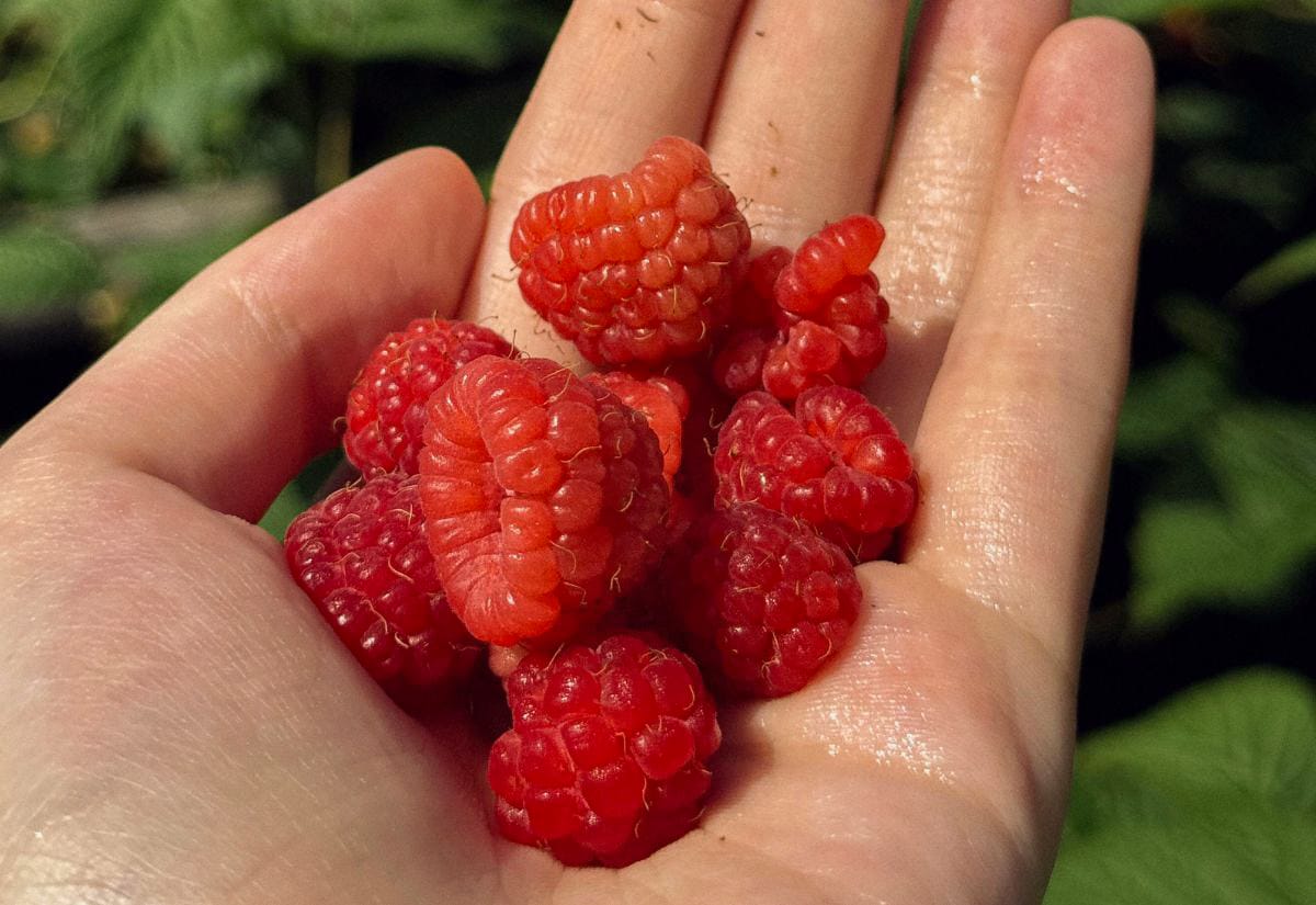 Close-up of freshly picked red raspberries resting in a hand outdoors, with soft natural light highlighting their texture and seeds.