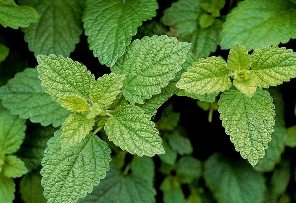Close-up of fresh green lemon balm leaves growing on the plant, showing textured veining and slightly crinkled edges.