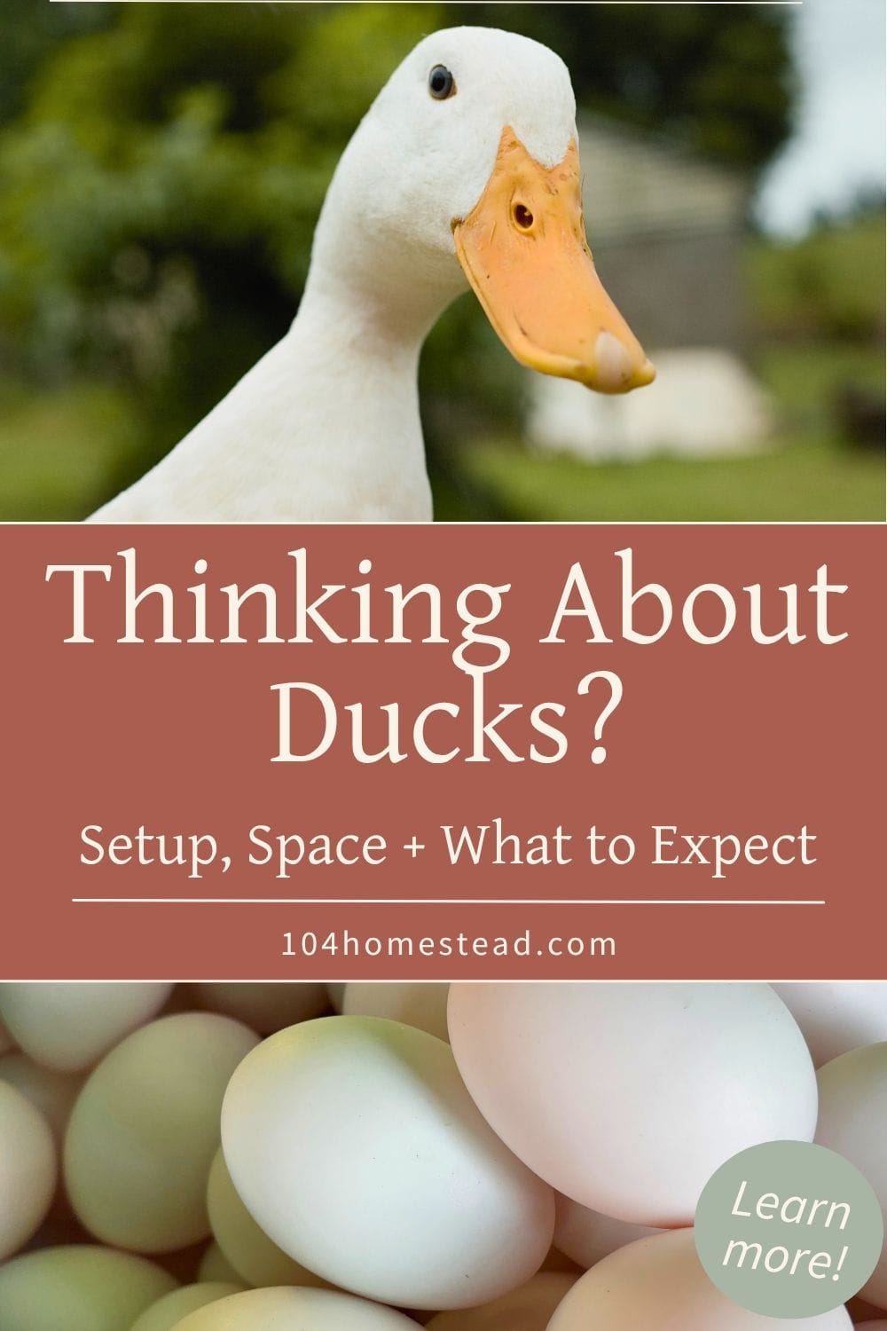 White Pekin duck close-up with orange bill above a pile of pale duck eggs, overlaid with text about raising ducks for beginners.