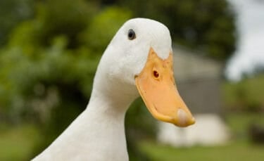 Close-up of a white Pekin duck with bright orange bill standing outdoors with blurred greenery in the background.