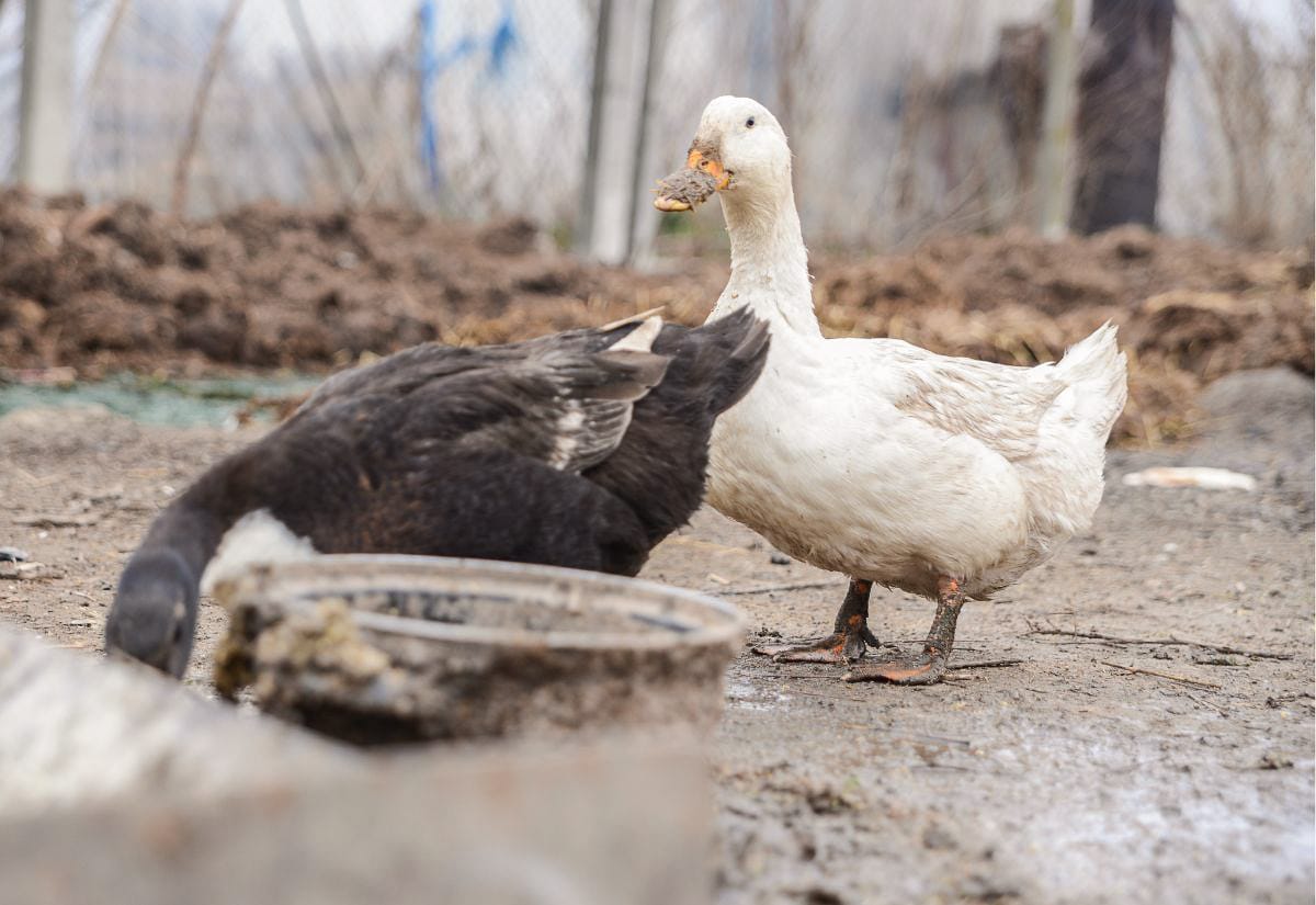 Two backyard ducks standing in muddy ground near a shallow water dish, showing typical wet and messy duck conditions.