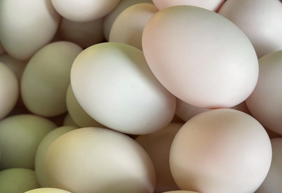 Pile of freshly collected duck eggs in soft shades of white, cream, and pale green.