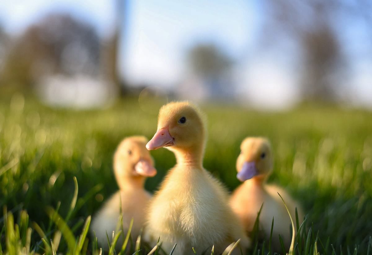 Three yellow ducklings standing in green grass with soft sunlight and blurred background.