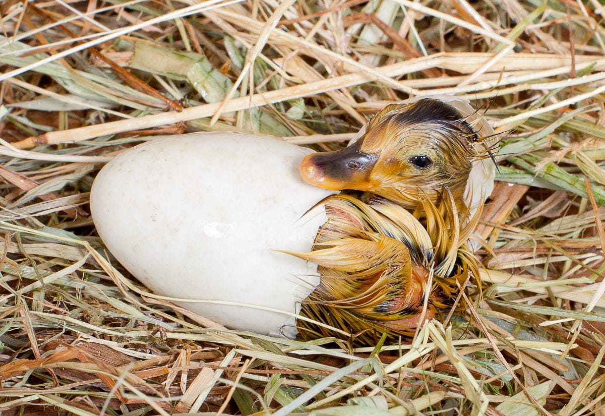 Newly hatched duckling emerging from egg in straw bedding, still wet with bits of shell attached.