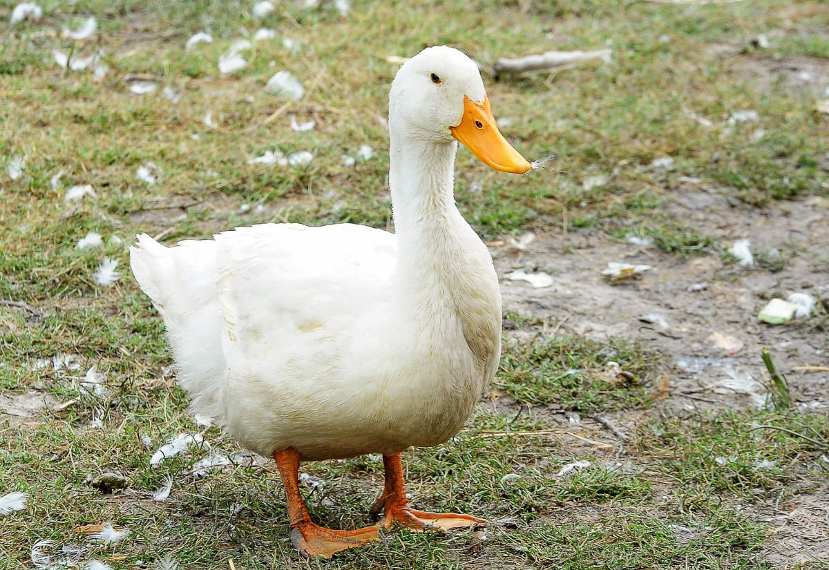 White backyard duck standing on patchy grass and dirt with scattered feathers visible around it.