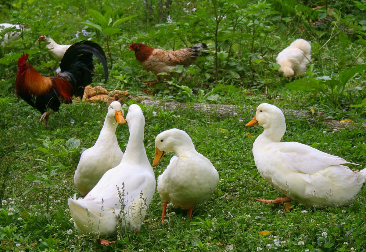 Group of white ducks grazing in green grass alongside chickens in a mixed backyard flock setting.