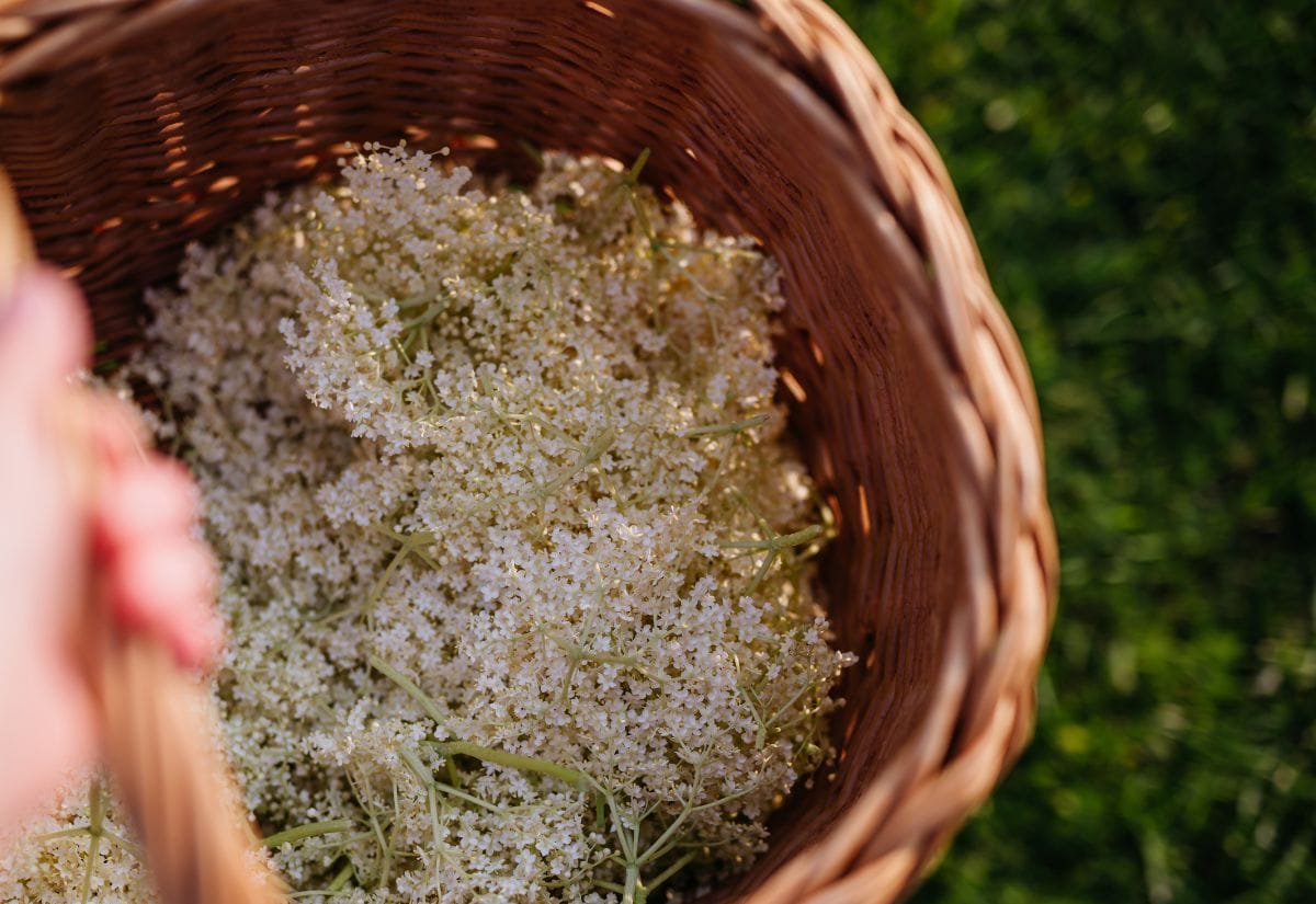 Freshly foraged elderflower heads gathered in a woven basket, showing clusters of tiny white blossoms and pale green stems outdoors on a sunny day.