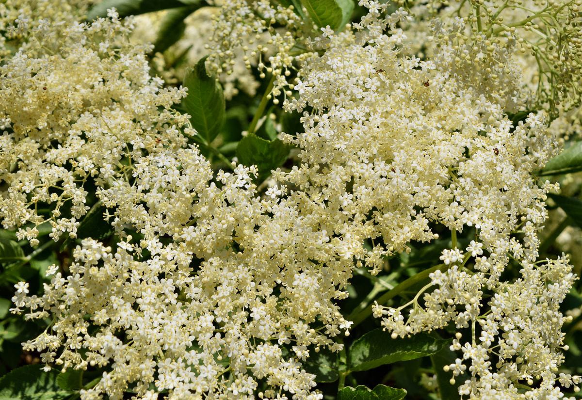 Close-up of fresh elderflower blossoms with many tiny creamy white flowers clustered together against dark green elderberry leaves.