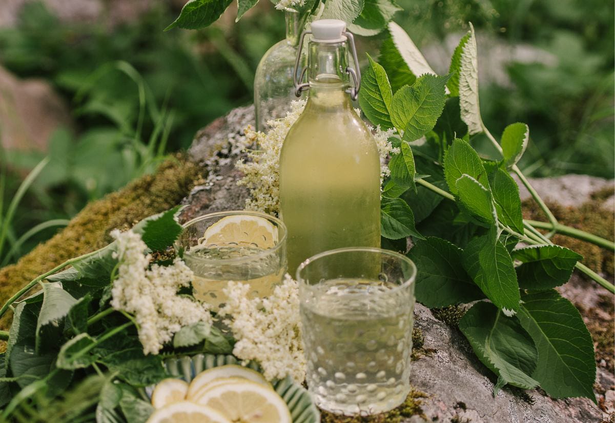 Bottle of pale elderflower cordial served outdoors with fresh elderflower blossoms, elderberry leaves, lemon slices, and two glasses on a mossy rock.