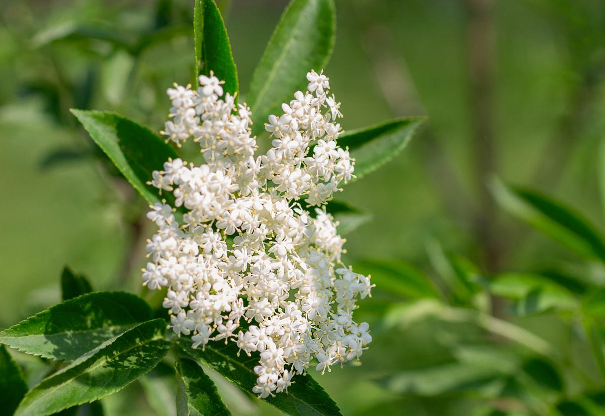 Close-up of a fresh elderflower cluster blooming on an elderberry shrub, showing tiny white flowers and green leaves in the background.