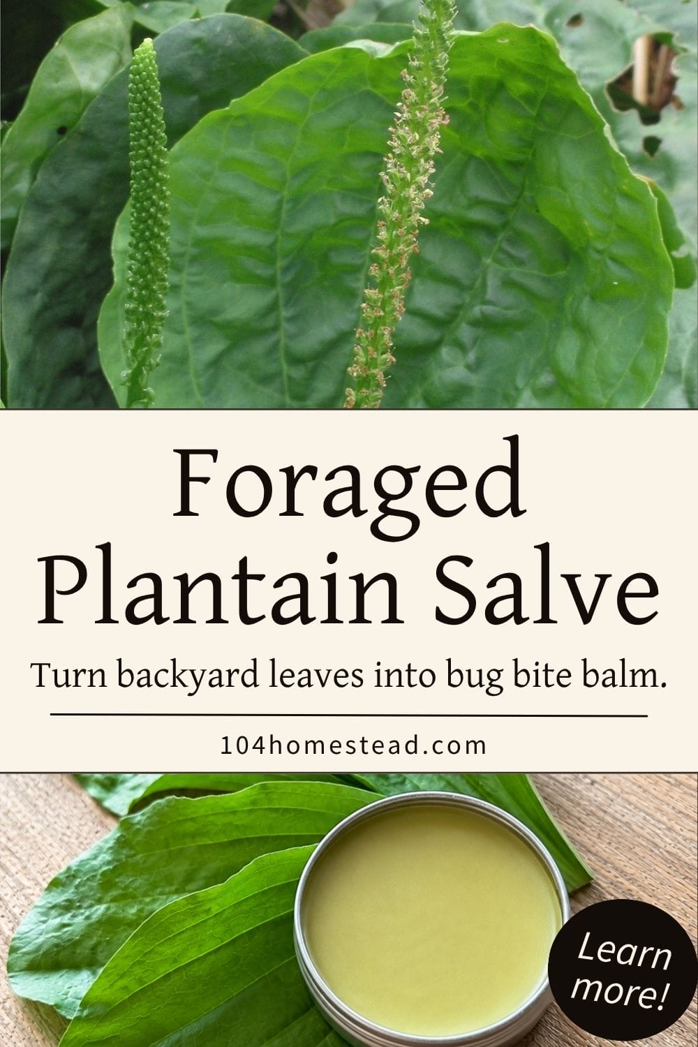 Pinterest-style graphic for a plantain salve recipe, with close-up photos of broadleaf plantain leaves, an open tin of pale green homemade salve, and large text reading “Foraged Plantain Salve.”