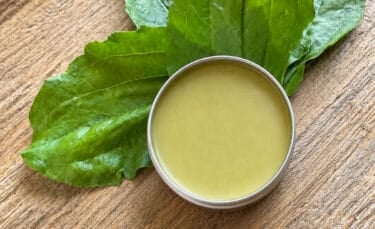 Open aluminum tin filled with smooth pale green plantain salve sitting on fresh broadleaf plantain leaves over a rustic wood tabletop.