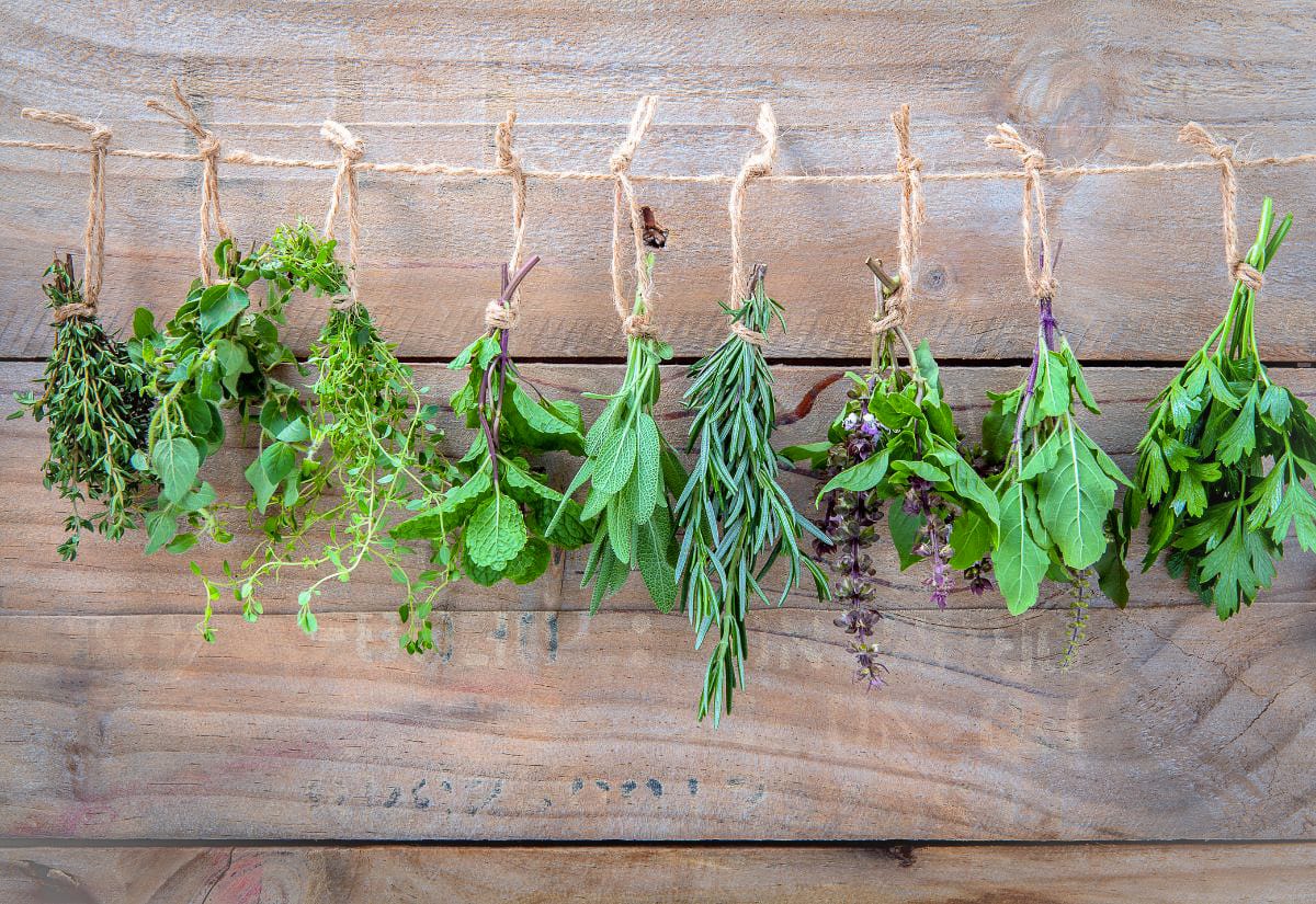 Fresh herb bundles tied with twine and hanging to dry against a rustic wood background, showing a simple method for drying herbs before making infused oils or salves.
