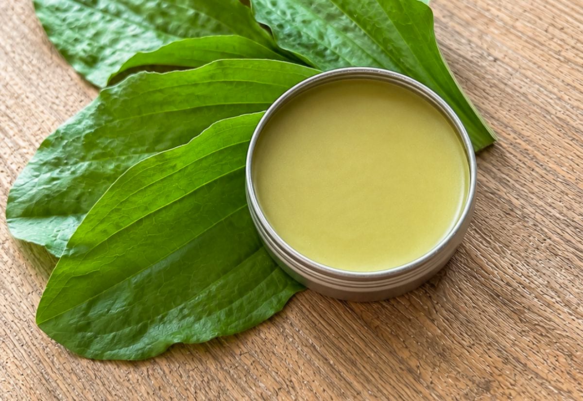 Open 15 ml aluminum tin of homemade plantain salve with a smooth pale green surface, placed on fresh plantain leaves over a light rustic wood background.