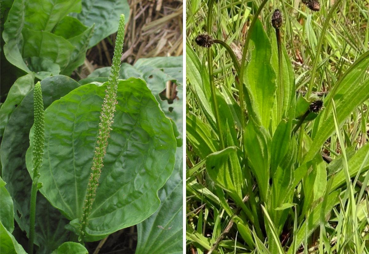 Side-by-side comparison of broadleaf plantain and narrowleaf plantain, showing the difference between wide oval leaves and longer narrow leaves with upright seed stalks.