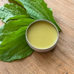 Square close-up of an open tin of pale green plantain salve resting on broadleaf plantain leaves, with visible leaf veins and a rustic wood surface in the background.